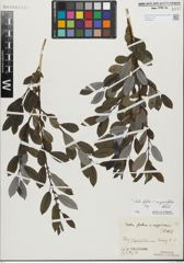 Foto von Salix glabra Scop. x Salix myrsinifolia Salisb.